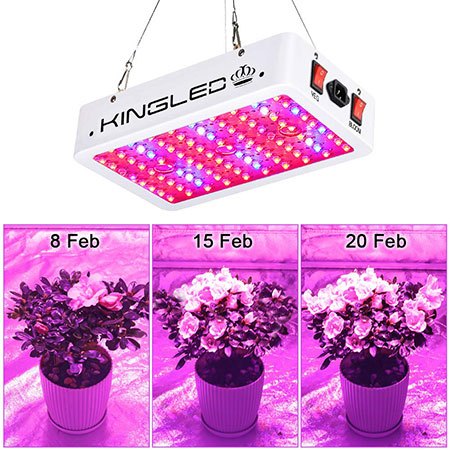 3. King Plus 1000w LED Grow Light