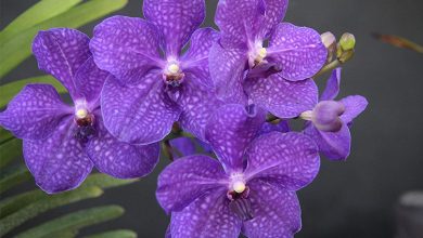 Best Beautiful Flowers For Your Garden