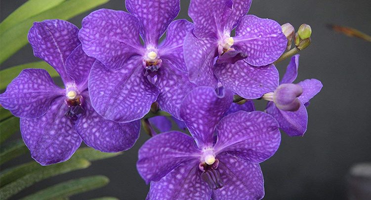 Best Beautiful Flowers For Your Garden