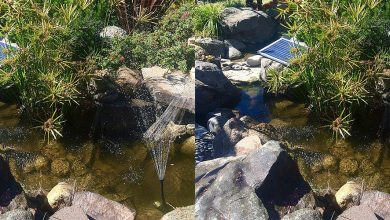 Best Solar Powered Water Pump