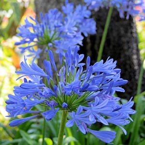 5. African Lily