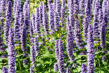 3. Agastache