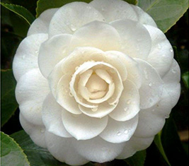 8. Camellia Flower