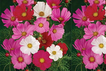 9. Cosmos Flower