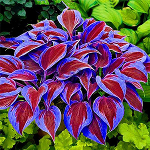 2. Hosta