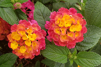 7. Lantana