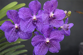 1. Orchids