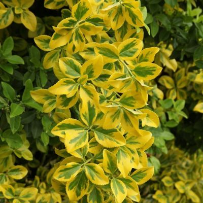 8. Cottage Hill 1 Piece Golden Euonymus