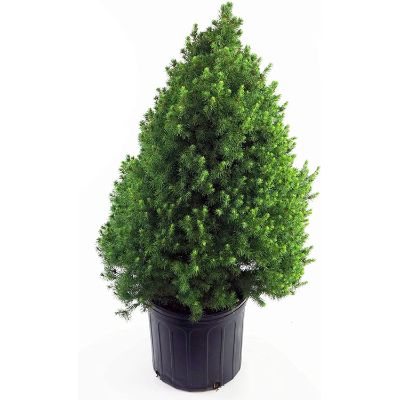 9. Picea glauca 'Conica' (Dwarf Alberta Spruce)
