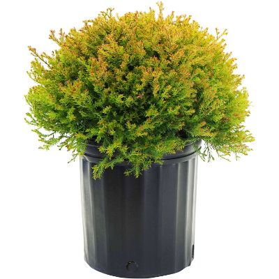 7. Thuja occidentalis 'Fire Chief.'