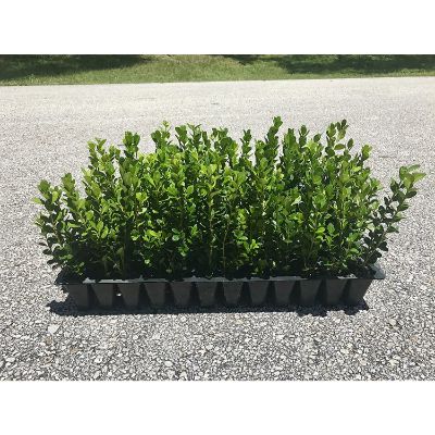 3. Wintergem Korean Boxwood - 40 Live Plants