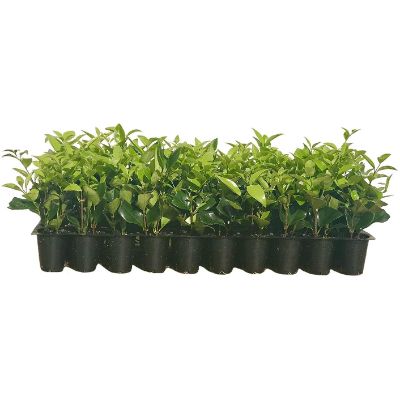 10. Ligustrum Waxleaf Privet
