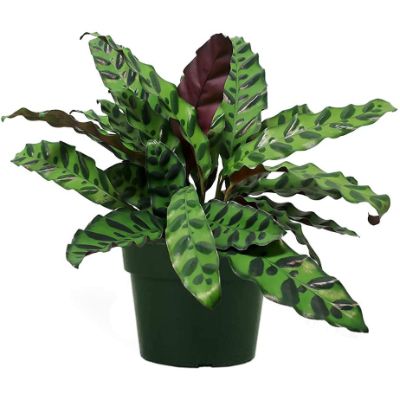 1. Calathea lancifolia Rattlesnake Prayer