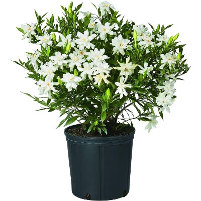 4. Shrub Frostproof Gardenia 2.5 Qt