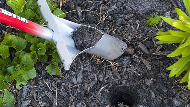 Best Bulb Planter Tool