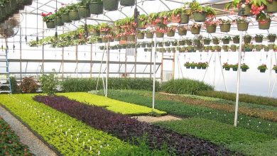 Best Evergreen Shrubs For Your Garden