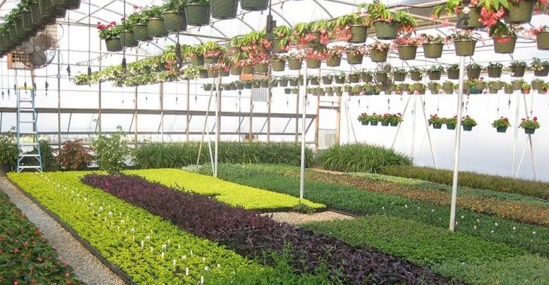 Best Evergreen Shrubs For Your Garden