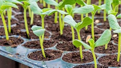 Best Germination Station