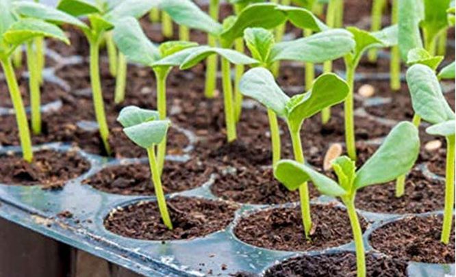 Best Germination Station