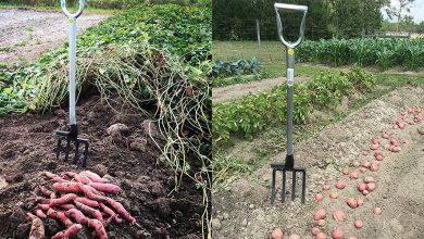 Best Heavy Duty Garden Fork